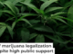 Cannabis plants are seen at Harborside Oakland Dispensary on Aug. 11, 2025, in Oakland, Calif. Justin Sullivan/Getty Images